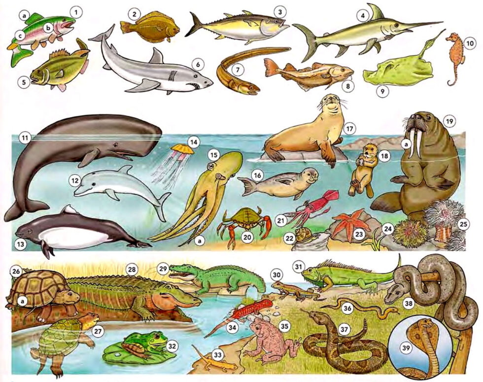 Learn Vocabulary Through Pictures Fish, Sea Animals and Reptiles