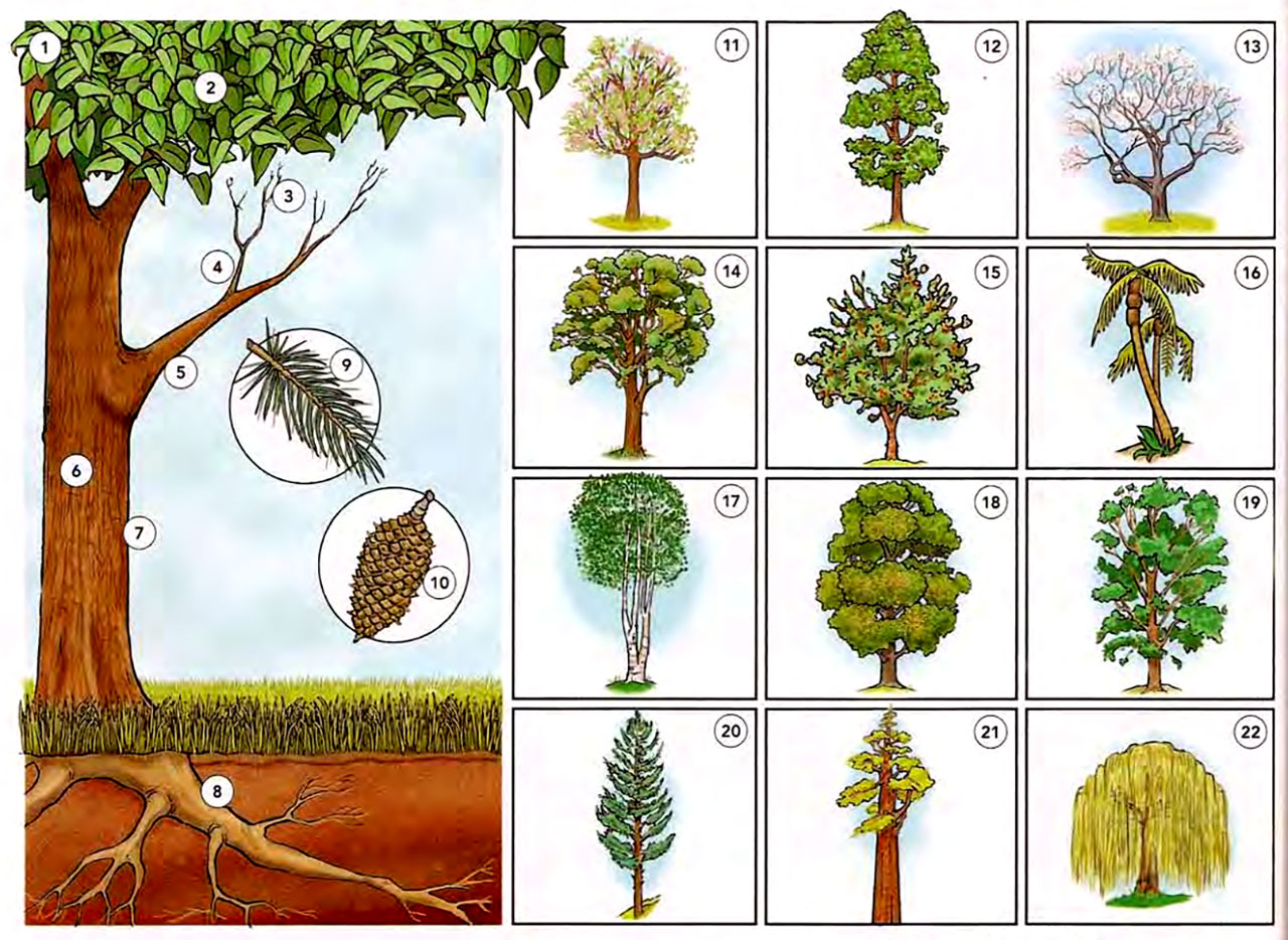 B деревья примеры. Дерево для детей. Деревья для детей 6 лет. Дерево картинка для детей. Растения и деревья цветные.