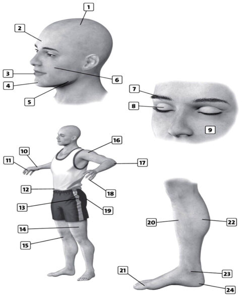 english-vocabulary-exercises-for-b1-parts-of-the-body-english